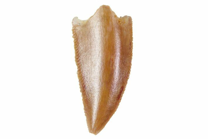 Serrated, Raptor Tooth - Morocco #72656